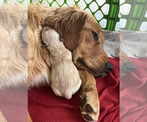 Mother of the Golden Retriever puppies born on 12/19/2023