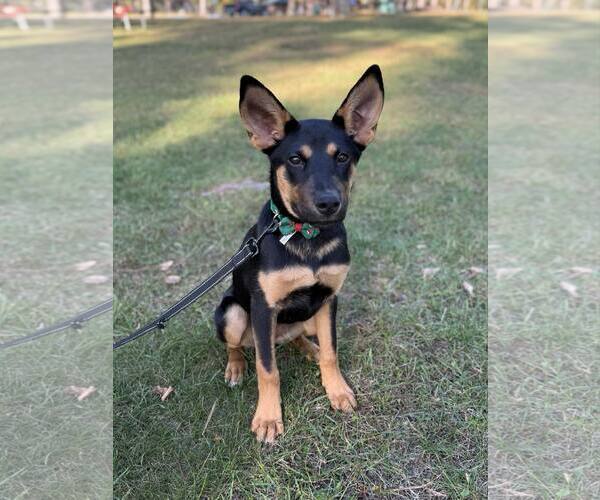 Medium Photo #3 German Shepherd Dog-Unknown Mix Puppy For Sale in Duluth, MN, USA