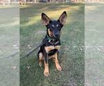 Small #2 German Shepherd Dog Mix
