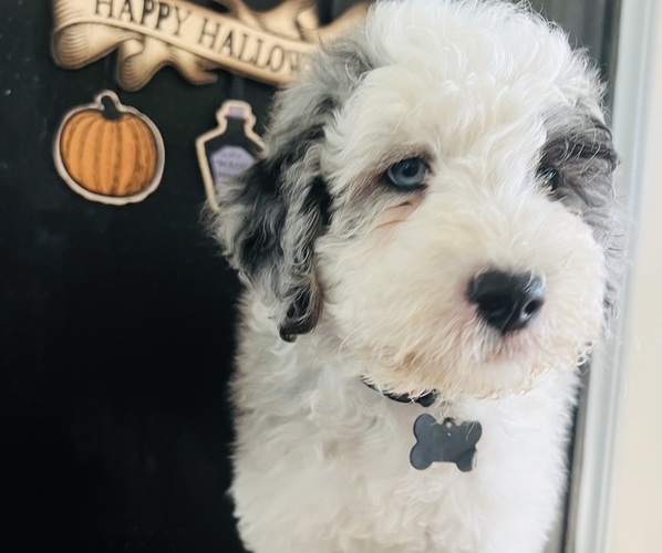 Medium Photo #24 Sheepadoodle Puppy For Sale in HUNTINGTON BEACH, CA, USA