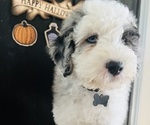Small #23 Sheepadoodle