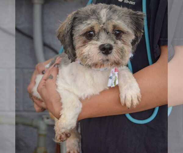 Medium Photo #3 Shih Tzu Puppy For Sale in Huntley, IL, USA