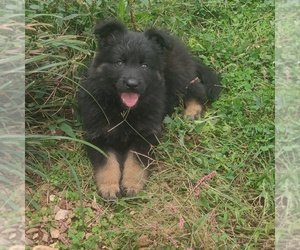 German Shepherd Dog Puppy for sale in COUCH, MO, USA
