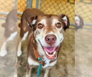 Siberian Husky-Unknown Mix Dogs for adoption in Crete, IL, USA