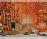 Small German Shepherd Dog Mix