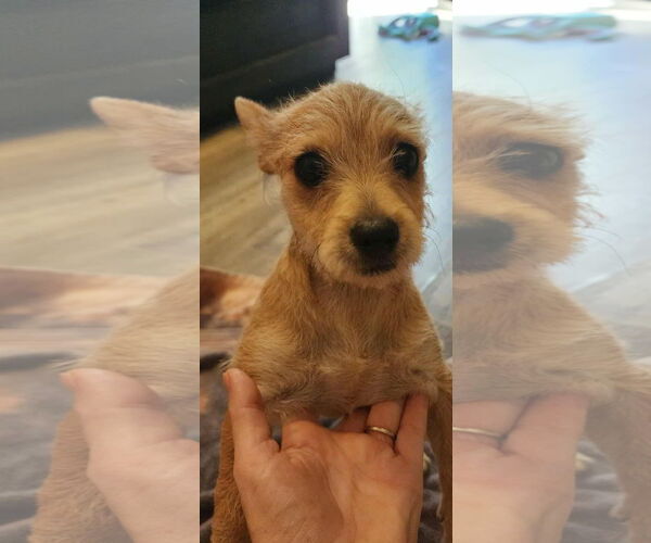 Medium Photo #1 Mutt Puppy For Sale in Visalia, CA, USA