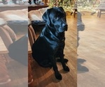 Small Photo #1 Labrador Retriever Puppy For Sale in GAITHERSBURG, MD, USA