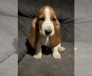Basset Hound Puppy for sale in FRESNO, CA, USA