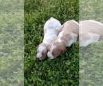 Small Photo #2 Brittany Puppy For Sale in CULPEPER, VA, USA