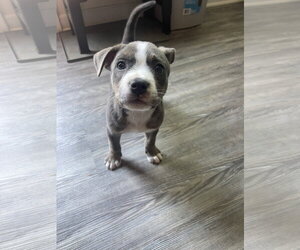 Glizzy - Male Mutt Dog for Adoption - Photo #2