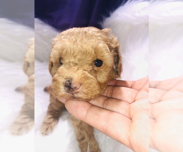 Medium Photo #29 Poodle (Toy) Puppy For Sale in CARTHAGE, MO, USA