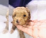 Small Photo #29 Poodle (Toy) Puppy For Sale in CARTHAGE, MO, USA