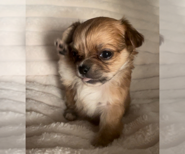 Medium Photo #4 Chihuahua Puppy For Sale in ADAMSVILLE, TN, USA