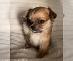 Small #3 Chihuahua
