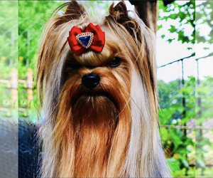 Father of the Yorkshire Terrier puppies born on 04/04/2025