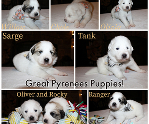 Great Pyrenees Puppy for sale in OCALA, FL, USA
