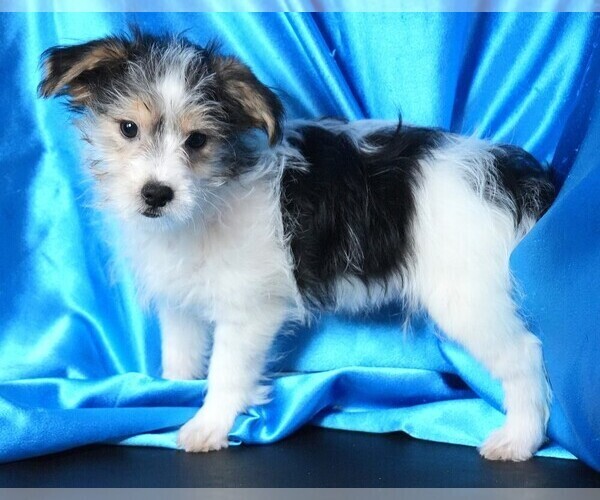Medium Photo #2 Morkie Puppy For Sale in ROCK VALLEY, IA, USA