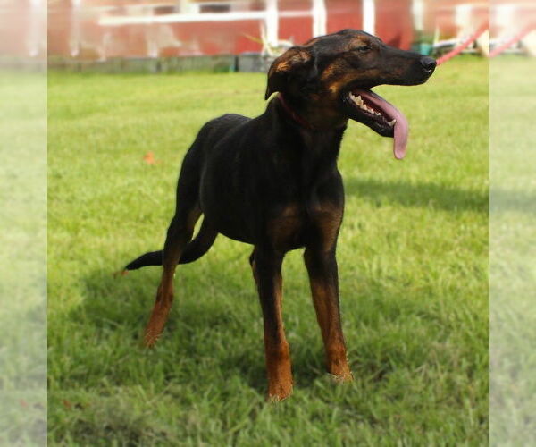 Medium Photo #2 Doberman Pinscher-German Shepherd Dog Mix Puppy For Sale in Holly Hill, SC, USA