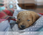 Small Photo #36 Goldendoodle Puppy For Sale in DENISON, TX, USA