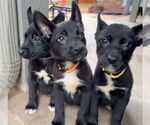 Small #3 Labrador Retriever Mix