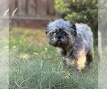 Small #2 French Tzu