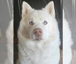 Small #2 Siberian Husky