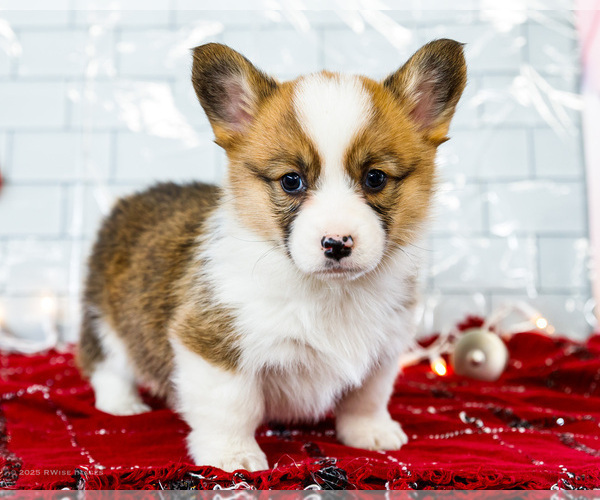 Medium Photo #66 Cardigan Welsh Corgi Puppy For Sale in WAKARUSA, IN, USA