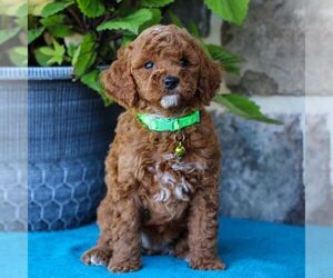 Cavapoo Puppy for sale in EAST EARL, PA, USA