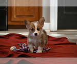Small #3 Pembroke Welsh Corgi