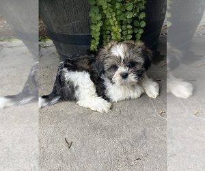 Shih Apso Puppy for sale in CANOGA, NY, USA