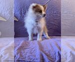 Small Photo #2 Pomeranian-Unknown Mix Puppy For Sale in HOPKINSVILLE/PRINCETON, KY, NH, USA