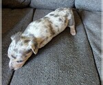 Small Photo #19 Chiweenie Puppy For Sale in CAMANO ISLAND, WA, USA