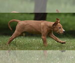 Small #2 Labrador Retriever Mix