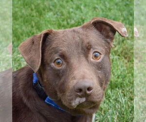 Beagle-Chihuahua Mix Dogs for adoption in Huntley, IL, USA
