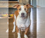 Small #1 Mutt