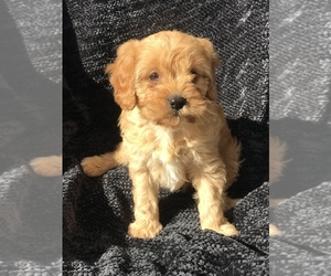 Cavapoo Puppy for Sale in BOWLING GREEN, Kentucky USA