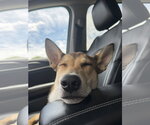 Small #37 German Shepherd Dog Mix