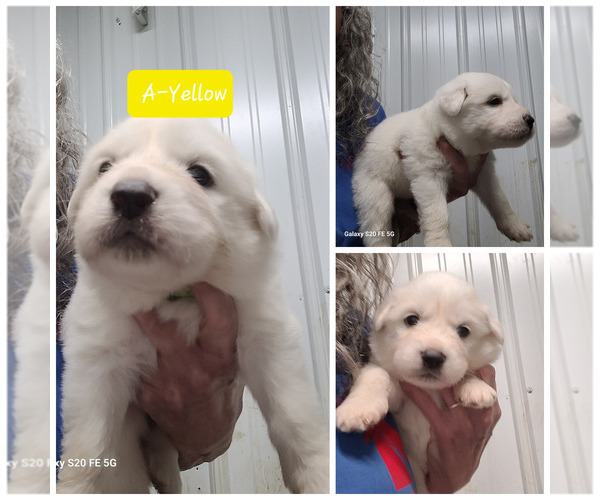 Medium Photo #10 Great Pyrenees Puppy For Sale in SCOTTSVILLE, KY, USA
