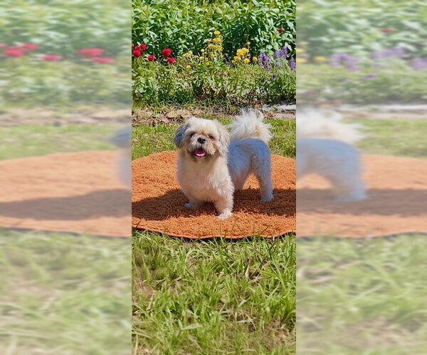Medium Photo #6 Shih Tzu Puppy For Sale in Weston, FL, USA