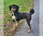 Small Photo #1 Bernedoodle (Miniature) Puppy For Sale in DENVER, PA, USA