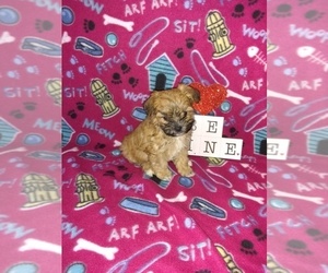 Maltese Puppy for sale in LAPEER, MI, USA