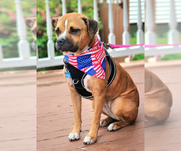 Medium Photo #8 Boxer-Unknown Mix Puppy For Sale in Sheboygan, WI, USA