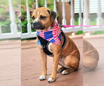 Small #7 Boxer Mix