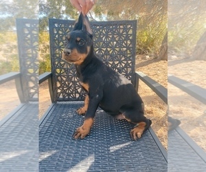 Doberman Pinscher Puppy for Sale in YUCCA VALLEY, California USA