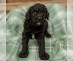 Small Photo #29 Goldendoodle Puppy For Sale in GREENBRIER, AR, USA