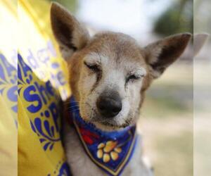 Shiba Inu Dogs for adoption in San Antonio, TX, USA