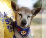Small Shiba Inu
