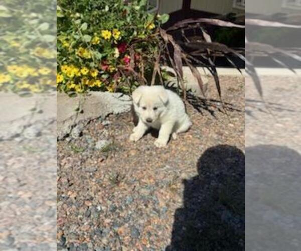Medium Photo #3 German Shepherd Dog Puppy For Sale in GREENWOOD, WI, USA