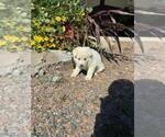 Small Photo #12 German Shepherd Dog Puppy For Sale in GREENWOOD, WI, USA
