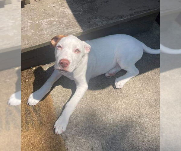 Medium Photo #26 Bullboxer Pit Puppy For Sale in Germantown, OH, USA